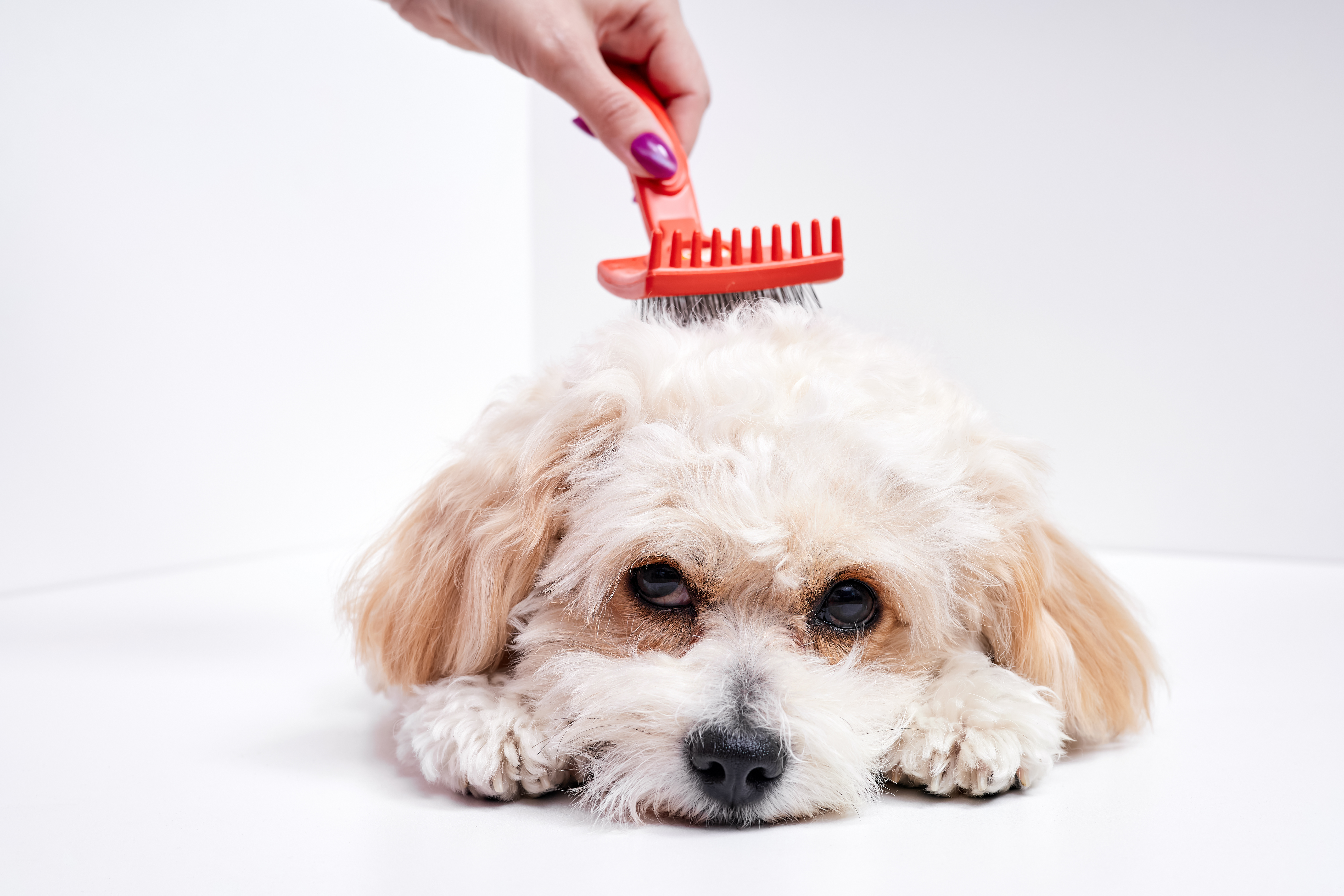 Tips for Combing Out Matted Dog Fur